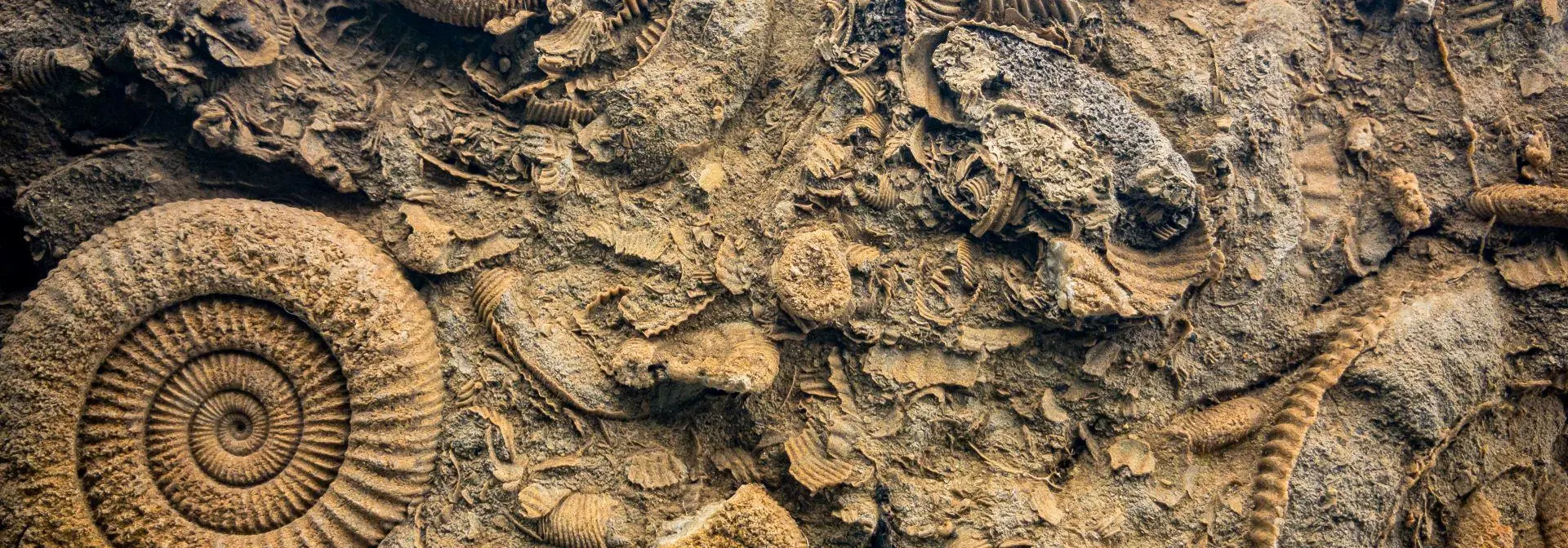 Past climates shell 1920