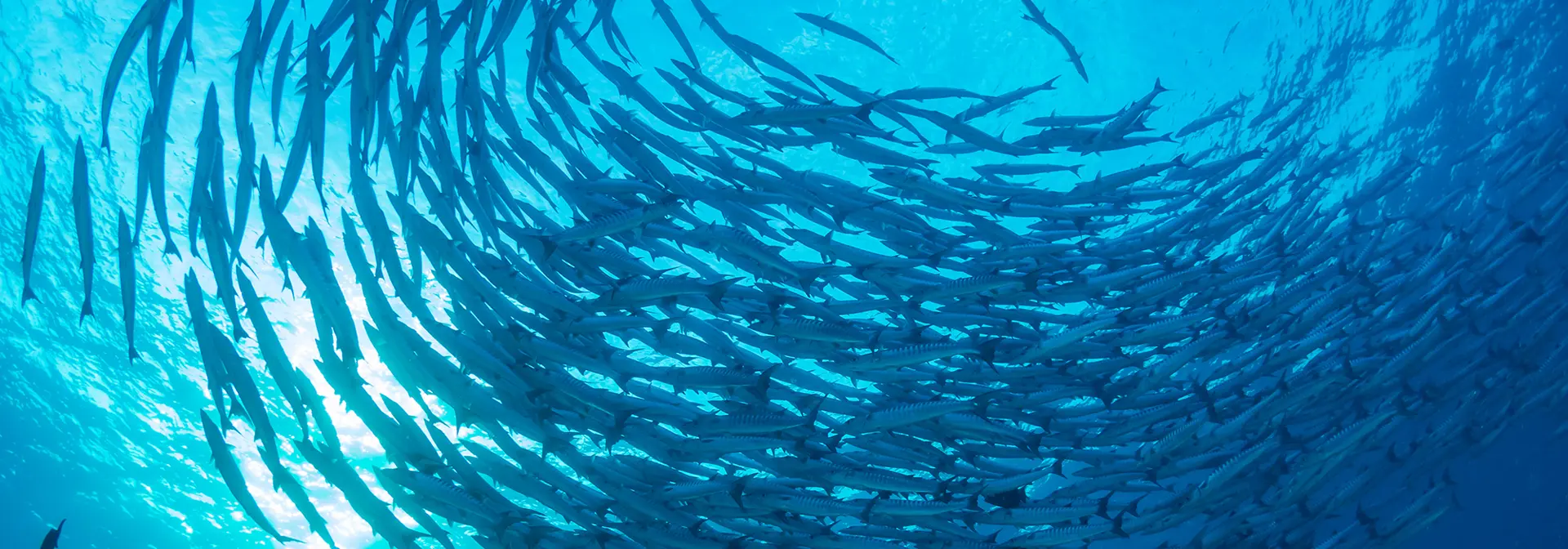 A shoal of fish in the ocean