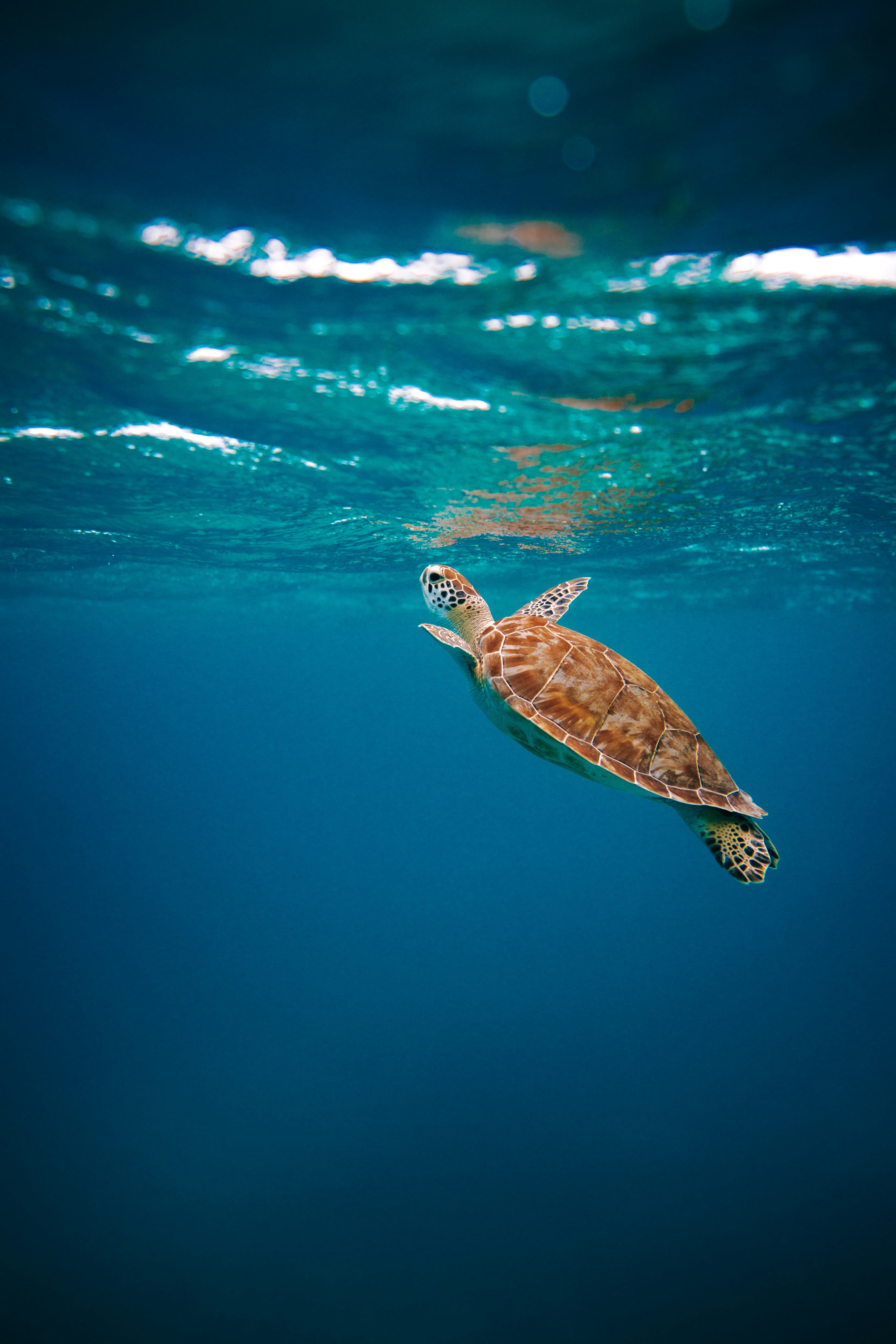 Sustaining our earth and oceans