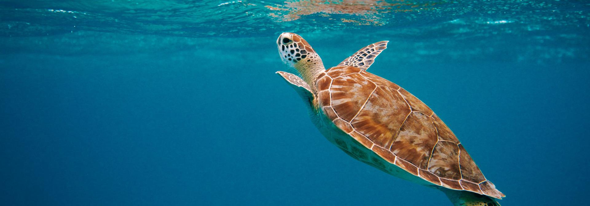 A turtle rises to the surface in the open ocean