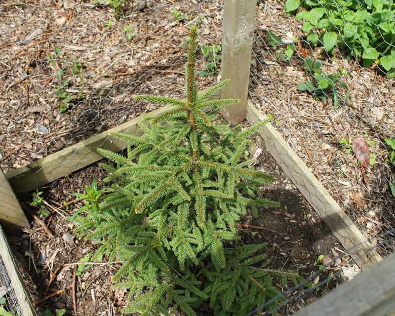 Koyama's Spruce tree