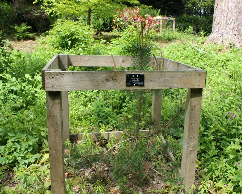 Pinus nigra dalmatica