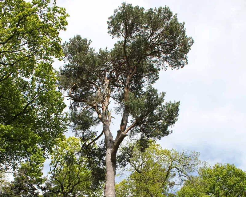 Pinus sylvestris - The Scot's Pine Pinus sylvestris - The Scot's Pine