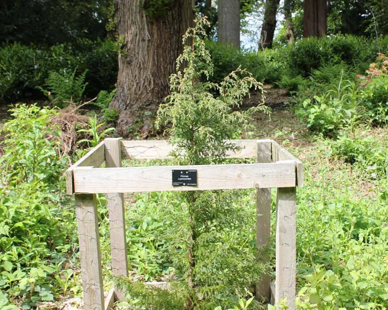 Patagonian Cypress Patagonian Cypress