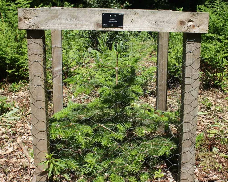 Flaky Fir