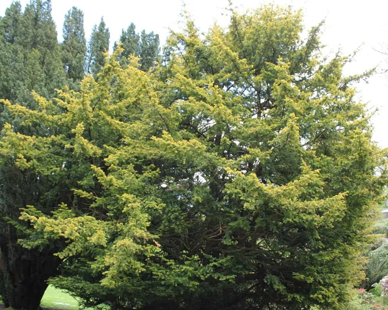 Taxus baccata aurea