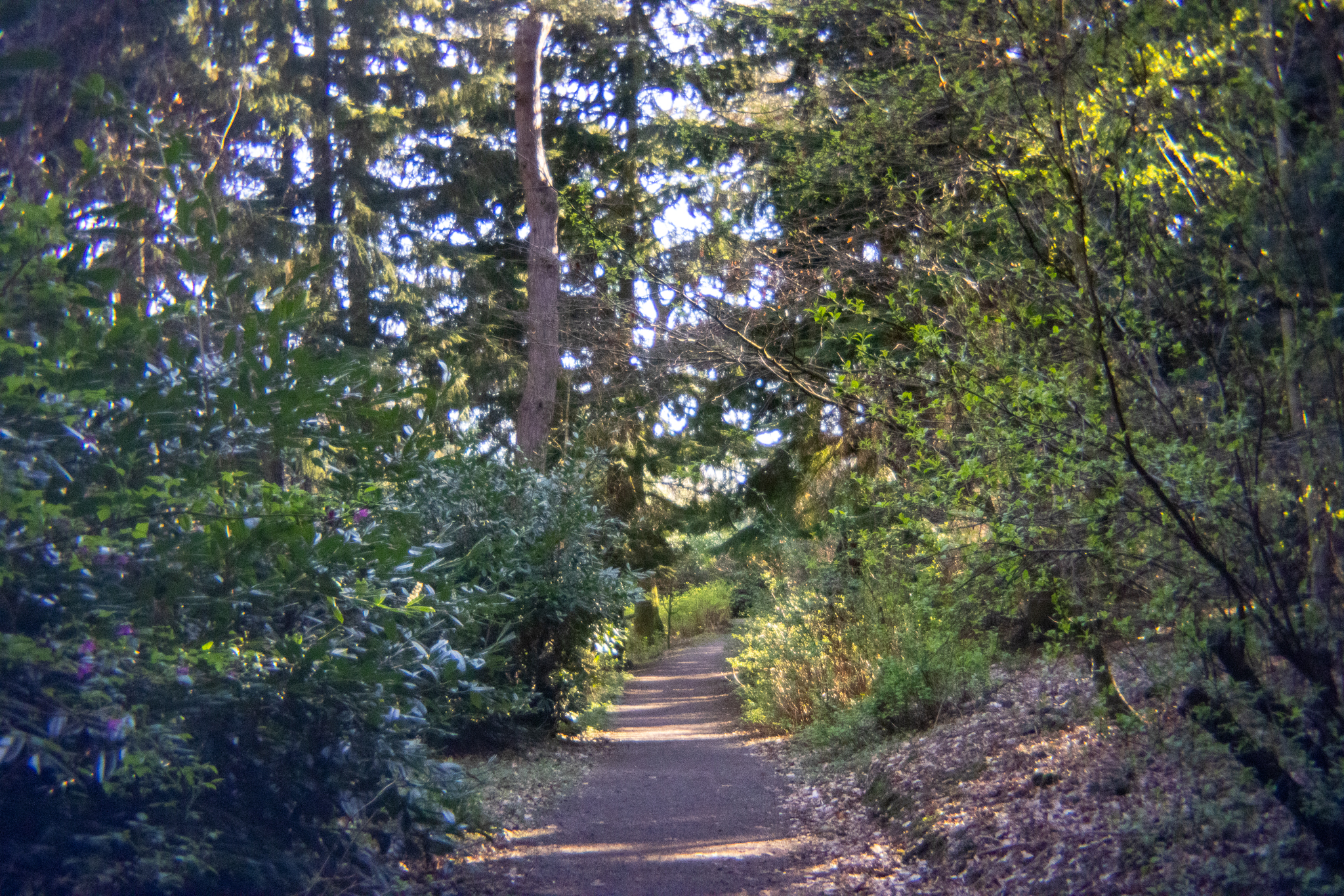 A path through a wooded area with trees on either side.