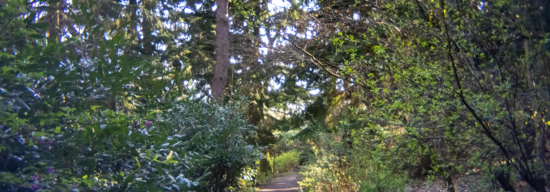 A path through a wooded area with trees on either side.