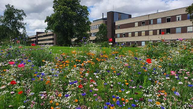 Wild flowers on the Edinburgh Campus with the academic buildings in the background