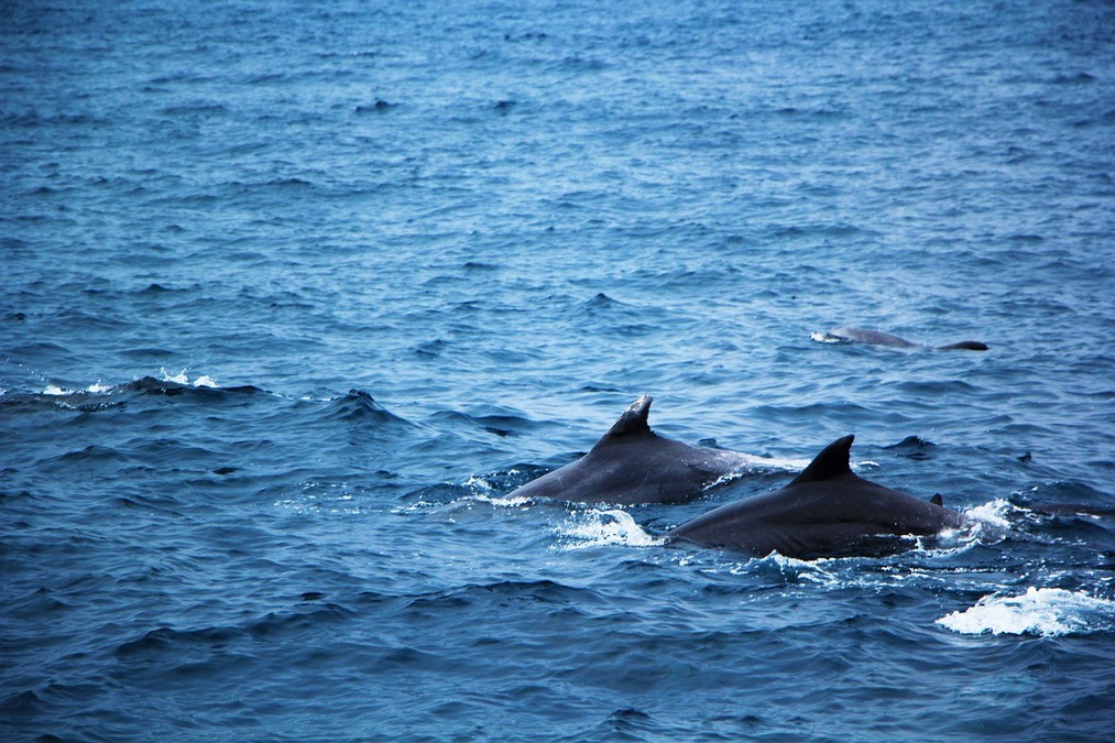 dolphins at sea