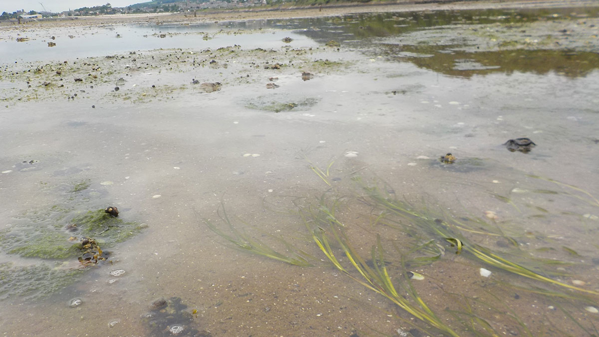 Seagrass meadows