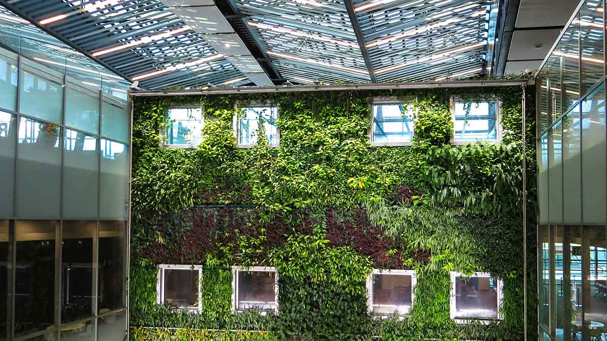 The internal wall of an atrium covered in lush green climbing plants